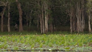 Working together on Lama Lama wetlands