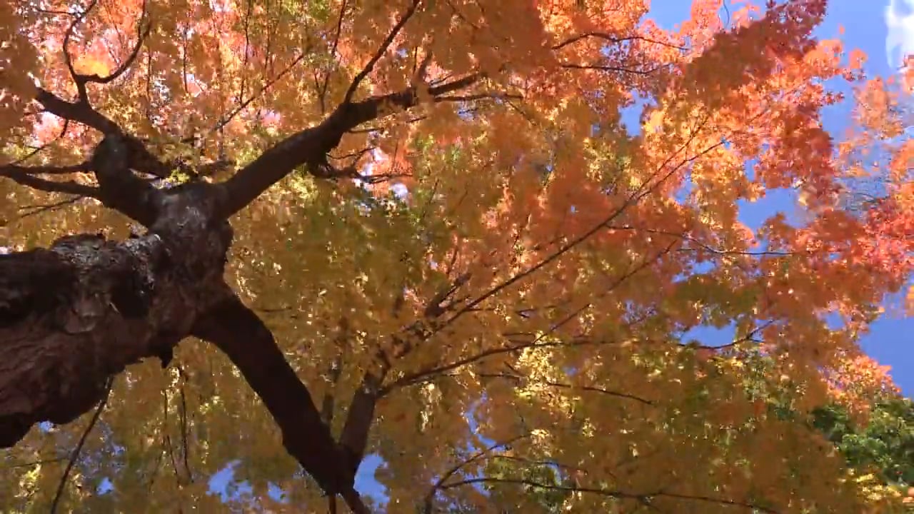 Fall 2014 on Vimeo