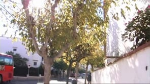 Comença la poda dels arbres dels vials públics