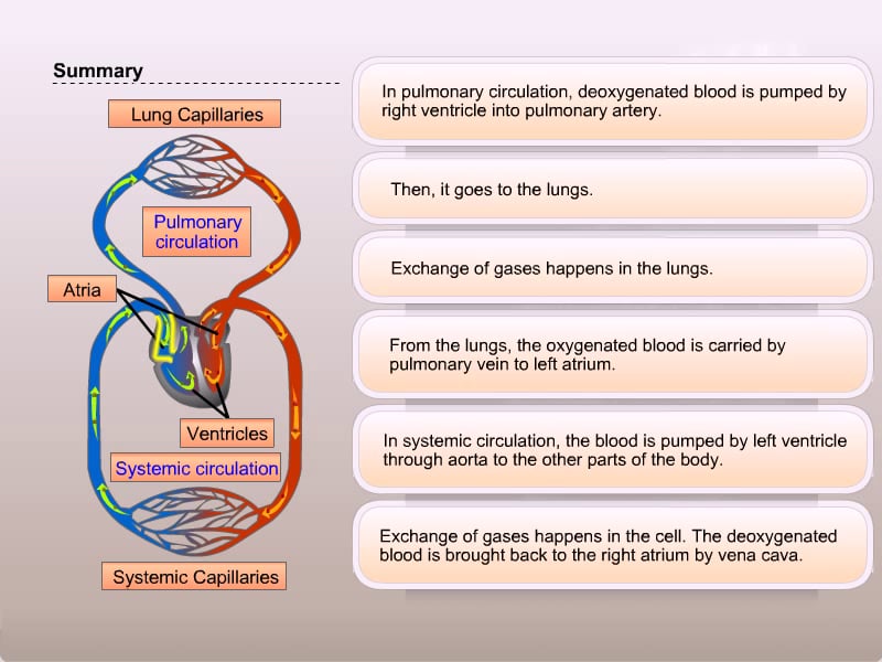 Summary Pulmonary And Systemic Circulation On Vimeo