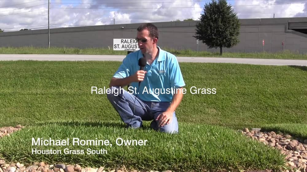 Why Pick Raleigh St Augustine Grass Houston Pearland Richmond Tx