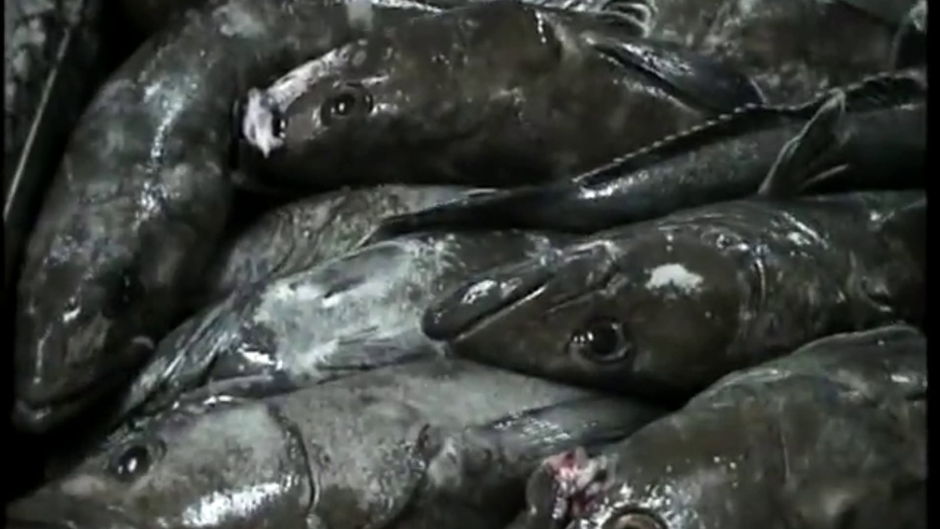 Requiem For The Toothfish