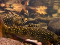 Wild 'Bout Brookies