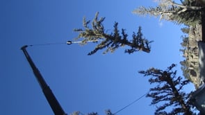 More bad ass tree removal by Adam's Tree Service 11 20 2011