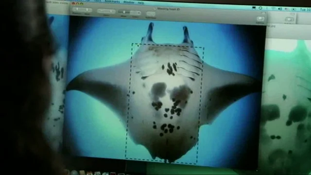 Giant manta becomes the first manta ray to be listed as an endangered  species — Marine Megafauna Foundation
