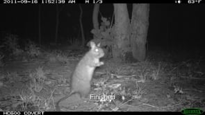 How to set up a camera trap for wildlife surveys