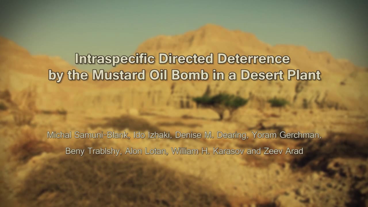 Mustard Seed Dispersal by Rodents on Vimeo