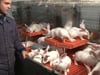 Combiparken konijnenhouderij (Yves Debie)