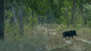 Feral pigs and Kalan wetlands