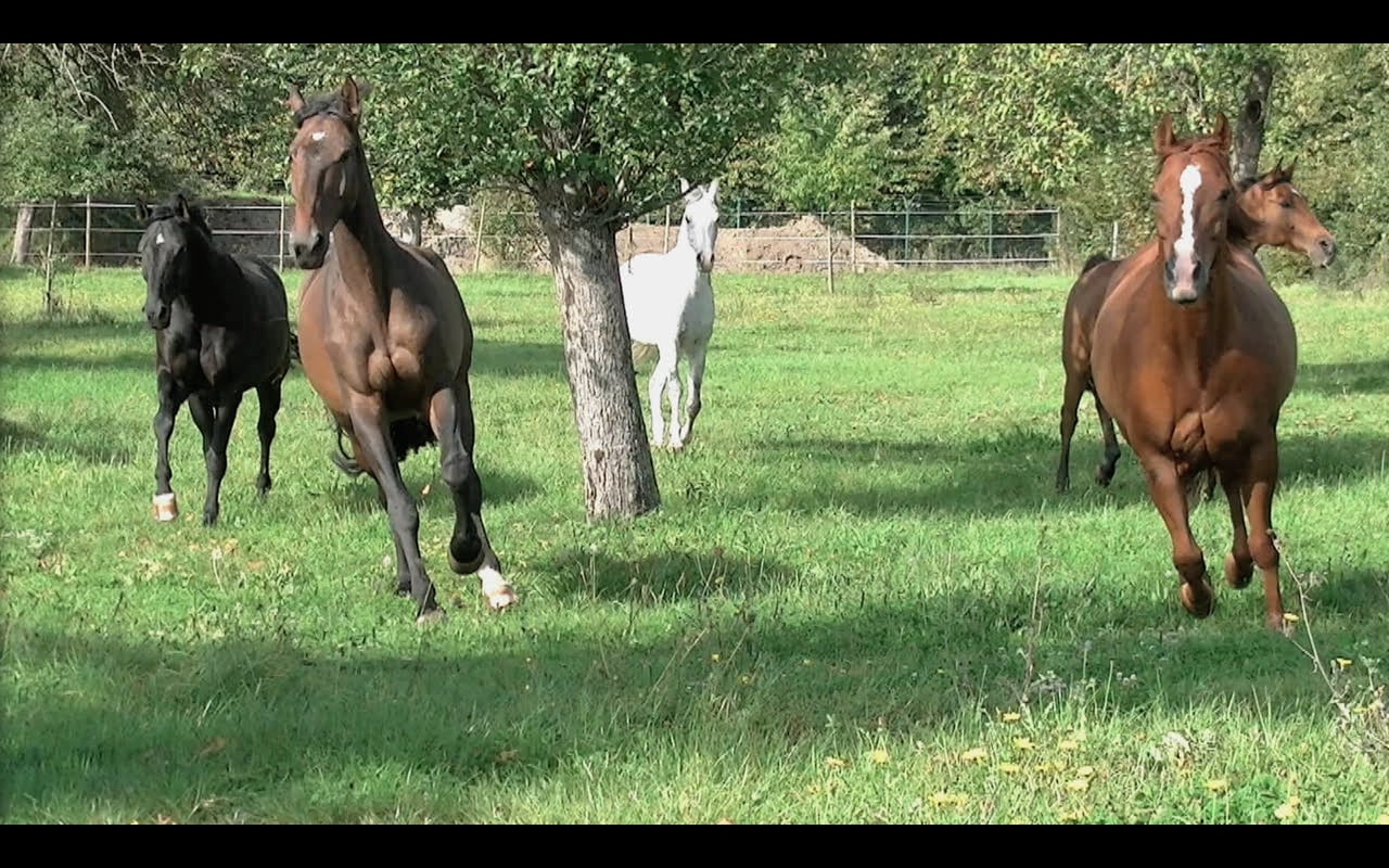 HIER IST EIN PFERD EIN PFERD - Das Pferdedorf im Richthofen Circle ...