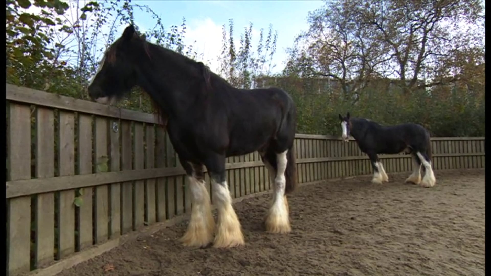 Equine therapists