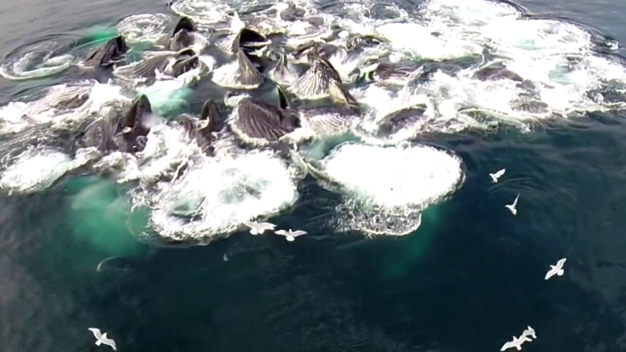 Humpback Whales Bubble Feeding Drone Views On Vimeo