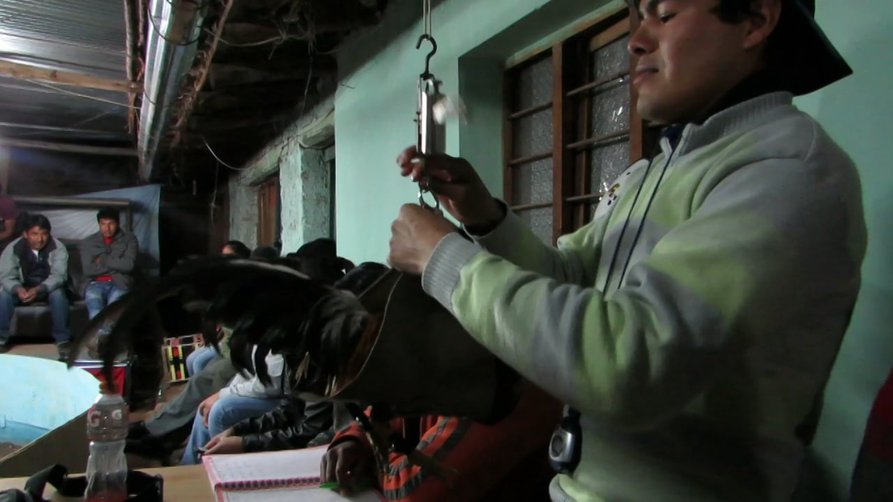 Cockfighting in Cusco