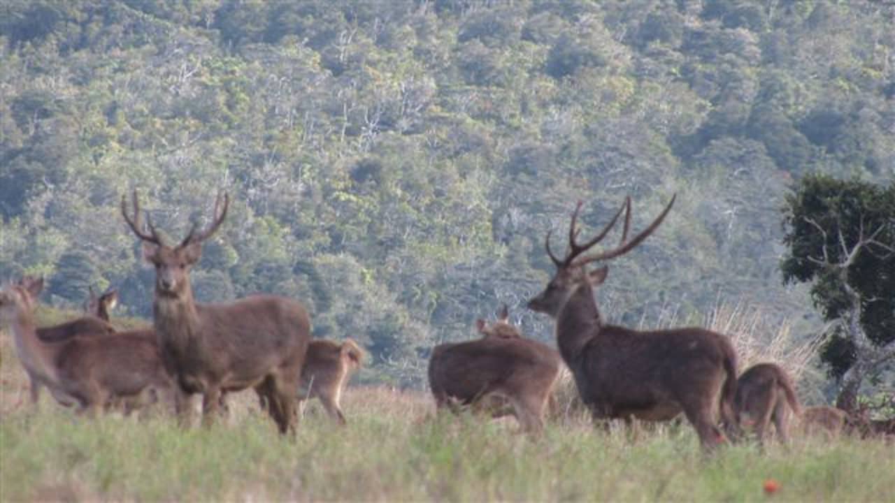 Mauritius Java Deer Hunting Wild Outdoor Adventures Television HD