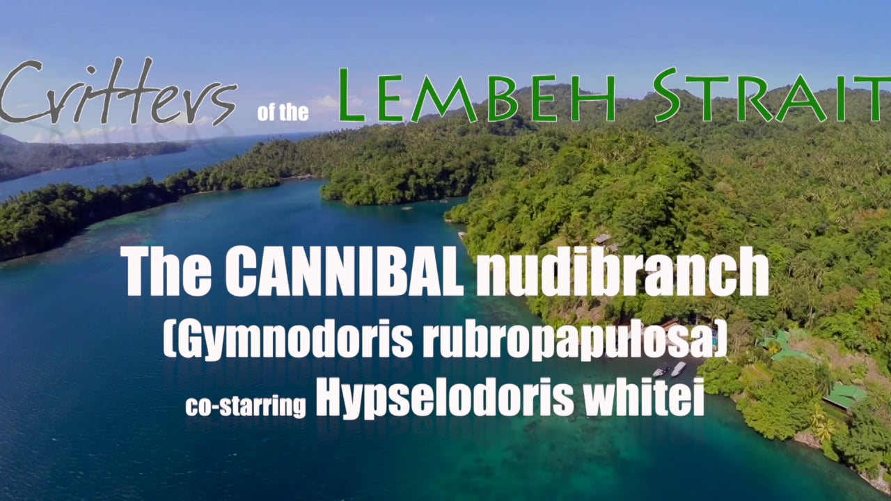 The Cannibal nudibranch - Gymnodoris vs. Hypselodoris