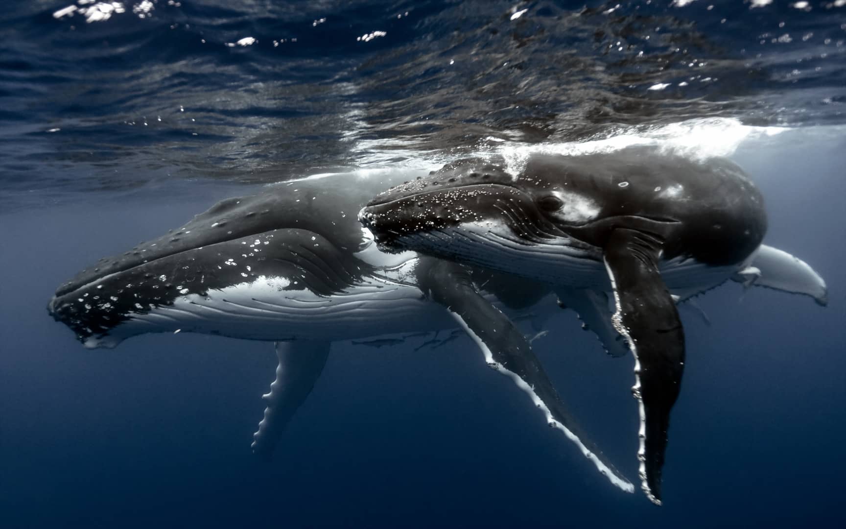 How Whales Change Climate on Vimeo