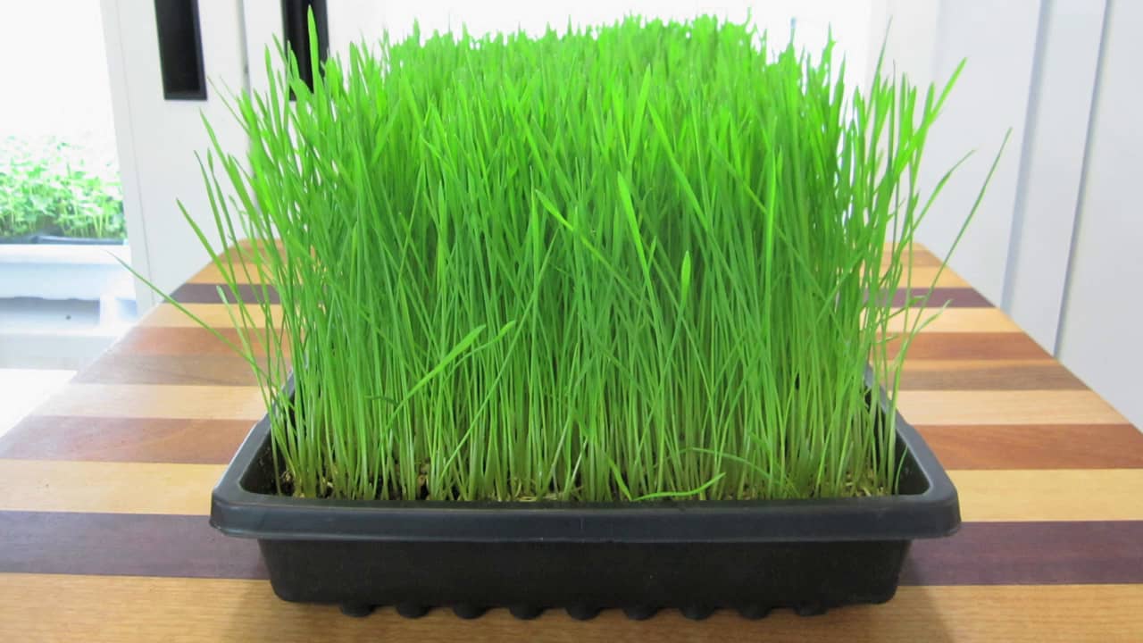How to grow Wheatgrass without soil on Vimeo