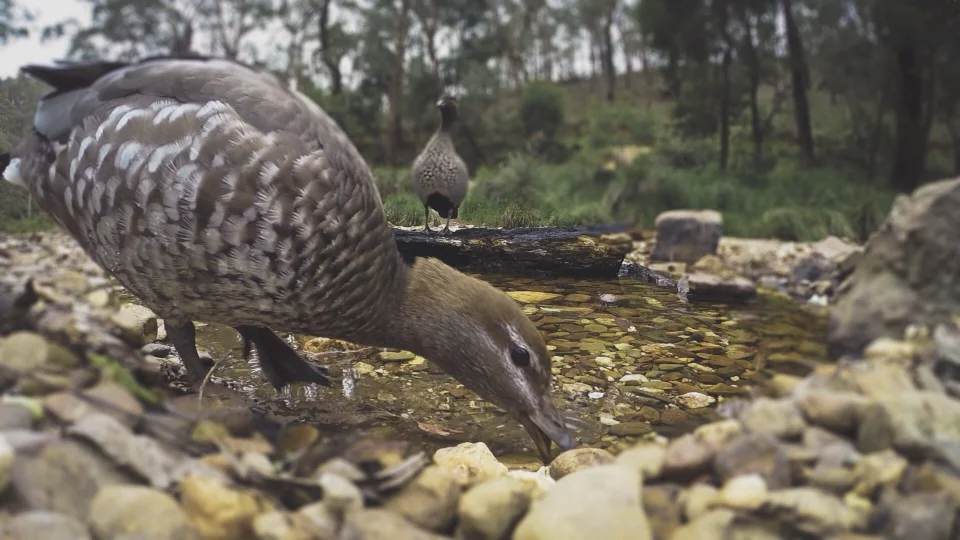 Ducks on Vimeo