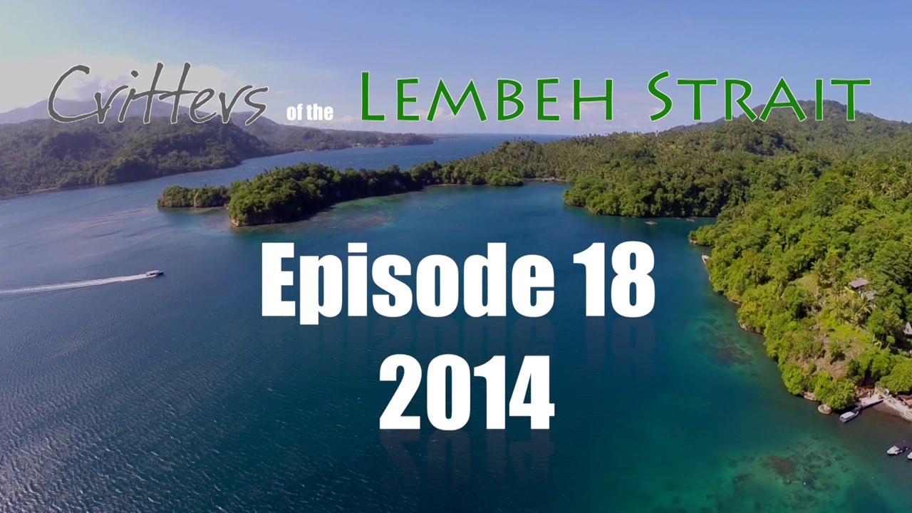 Critters of the Lembeh Strait | Episode 18/2014