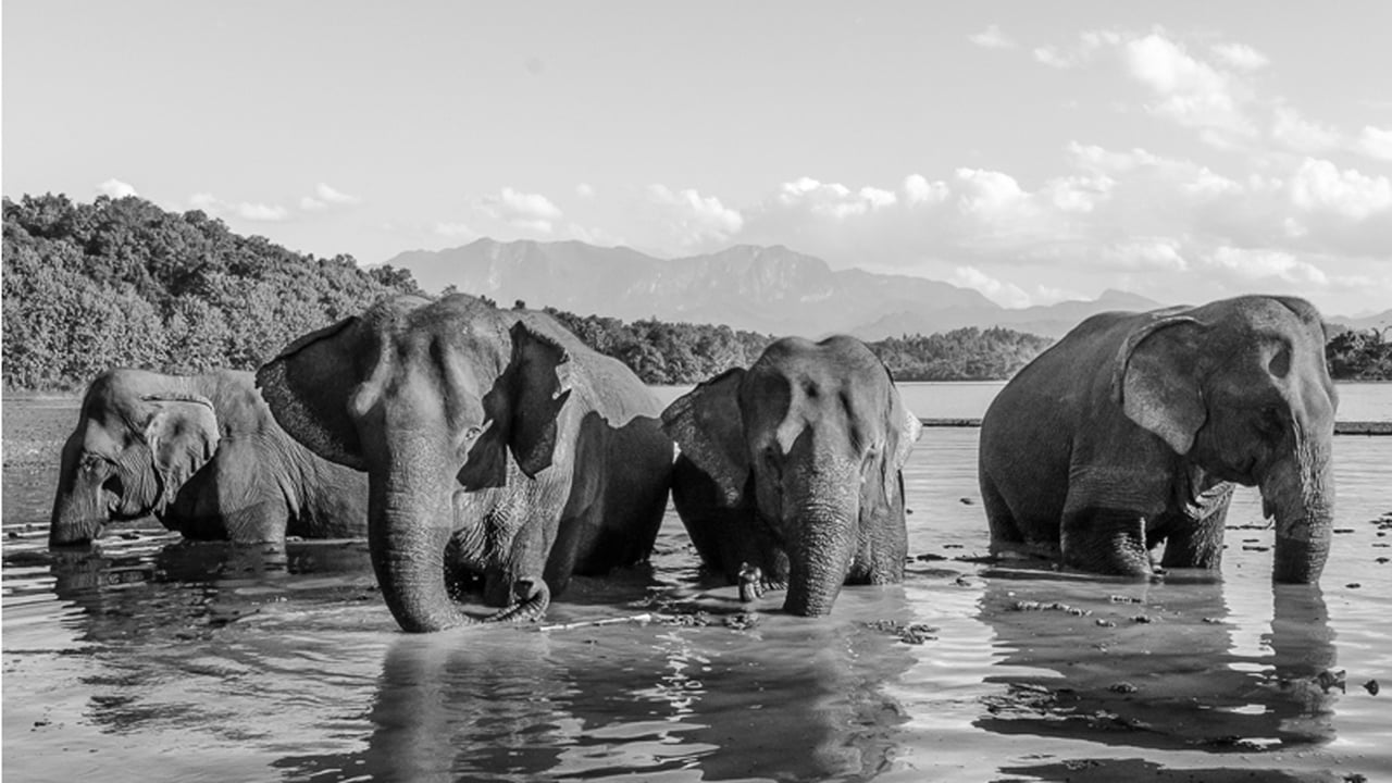 The Sayaboury Elephants - Music: Life in Technicolor by Coldplay