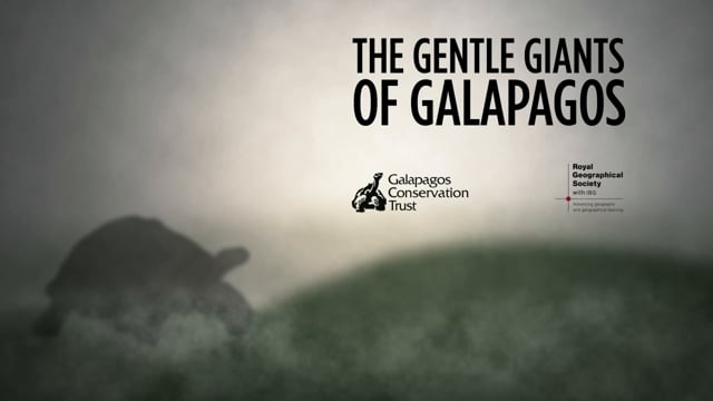 Galapagos Tortoise!