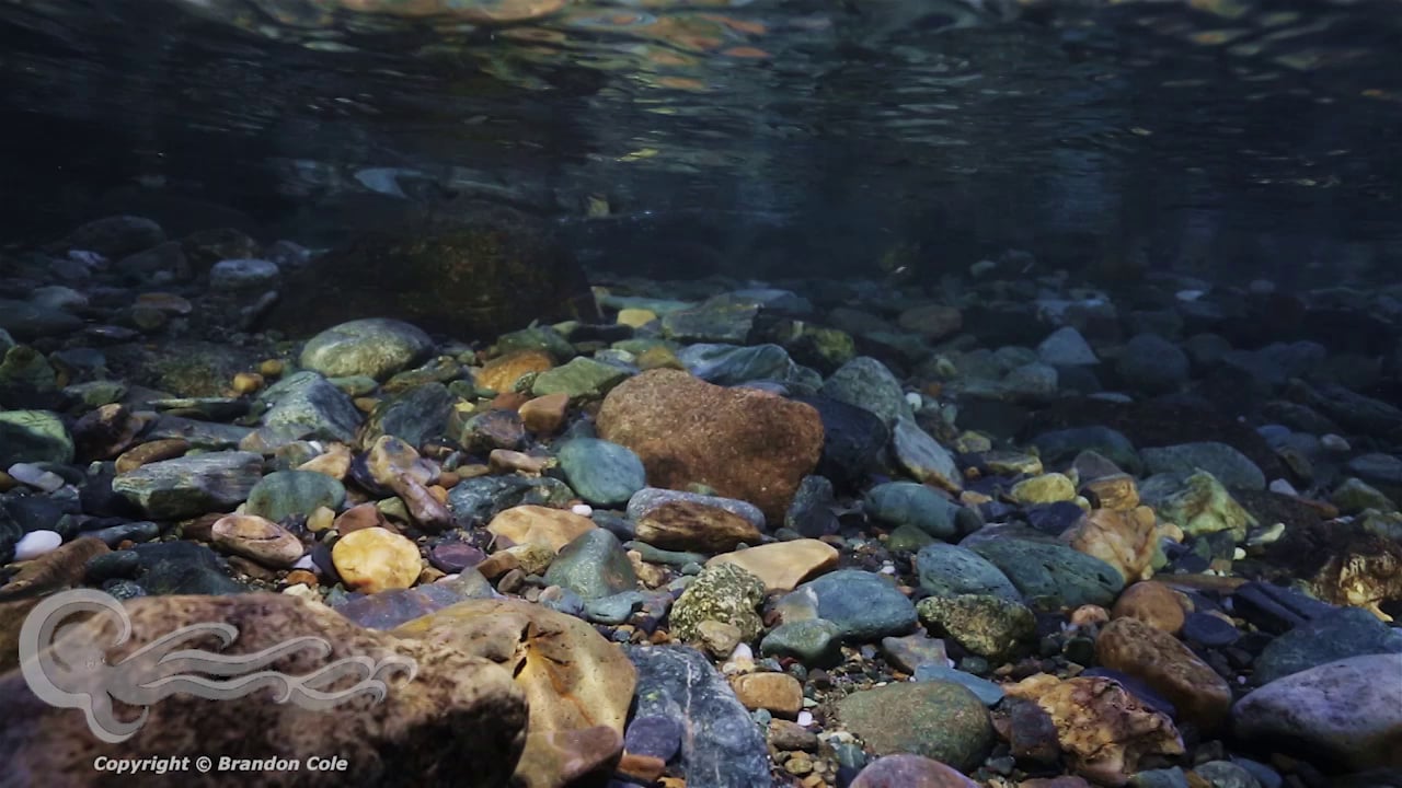 colorful rocks on bottom of shallow stream, ideal salmon spawning