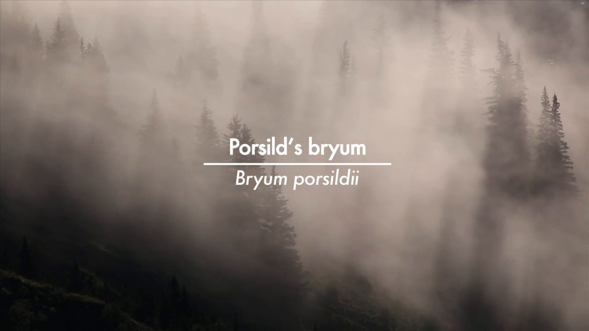 Porsild's bryum