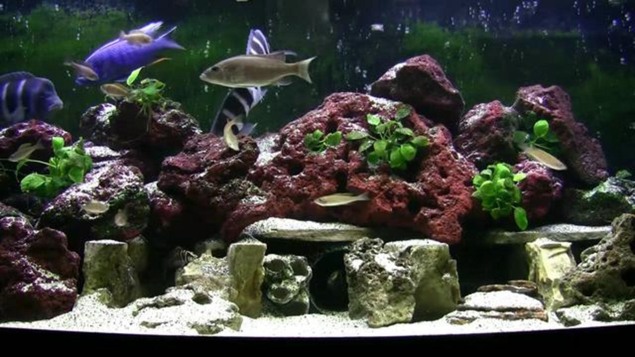 African Cichlid Tank on Vimeo