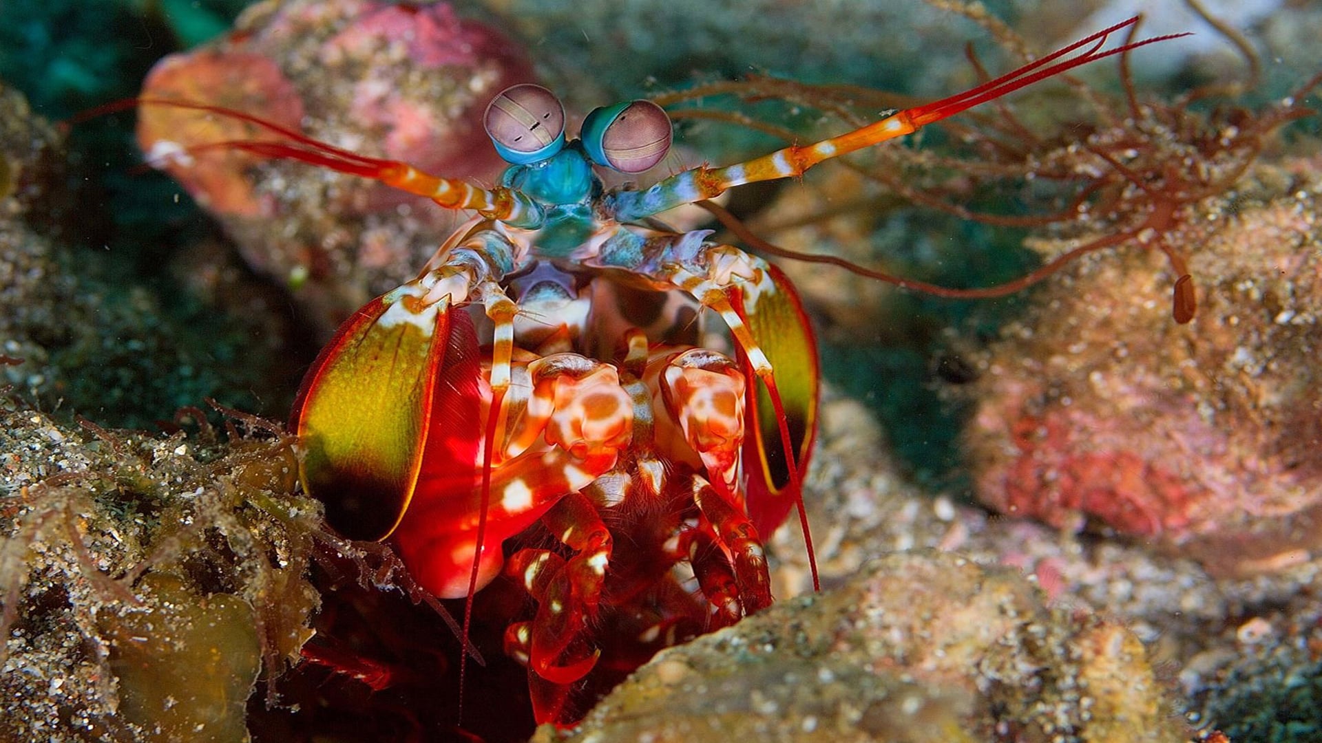 Морские ракообразные