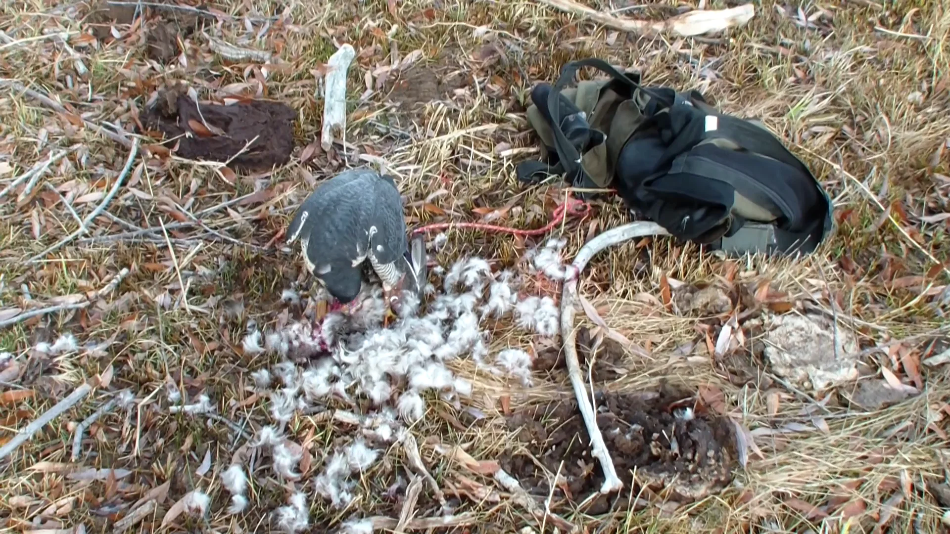 Jessie hunting Dec 5th 2014 on Vimeo