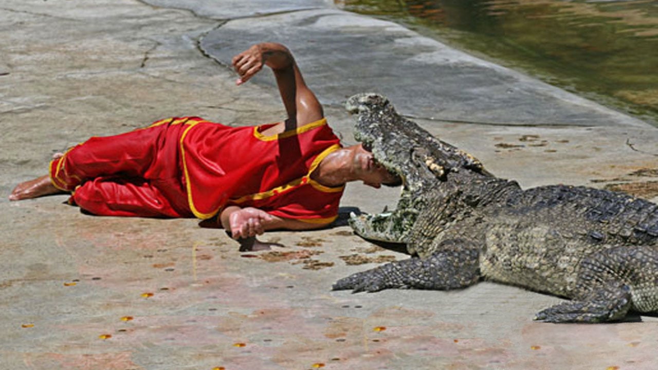 WOMAN JUMPS INTO CROCODILE PIT on Vimeo