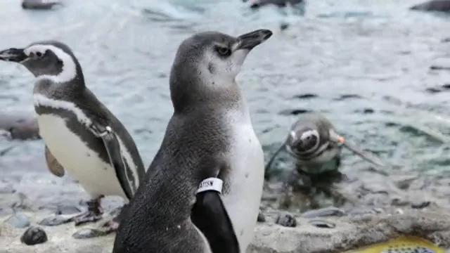 iPad-Playing Penguins Try to Nip at Virtual Mouse - ABC News