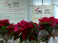 UNA STELLA CONTRO LA LEUCEMIA