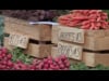 True Food-O-Rama: Visit to Mill City Market