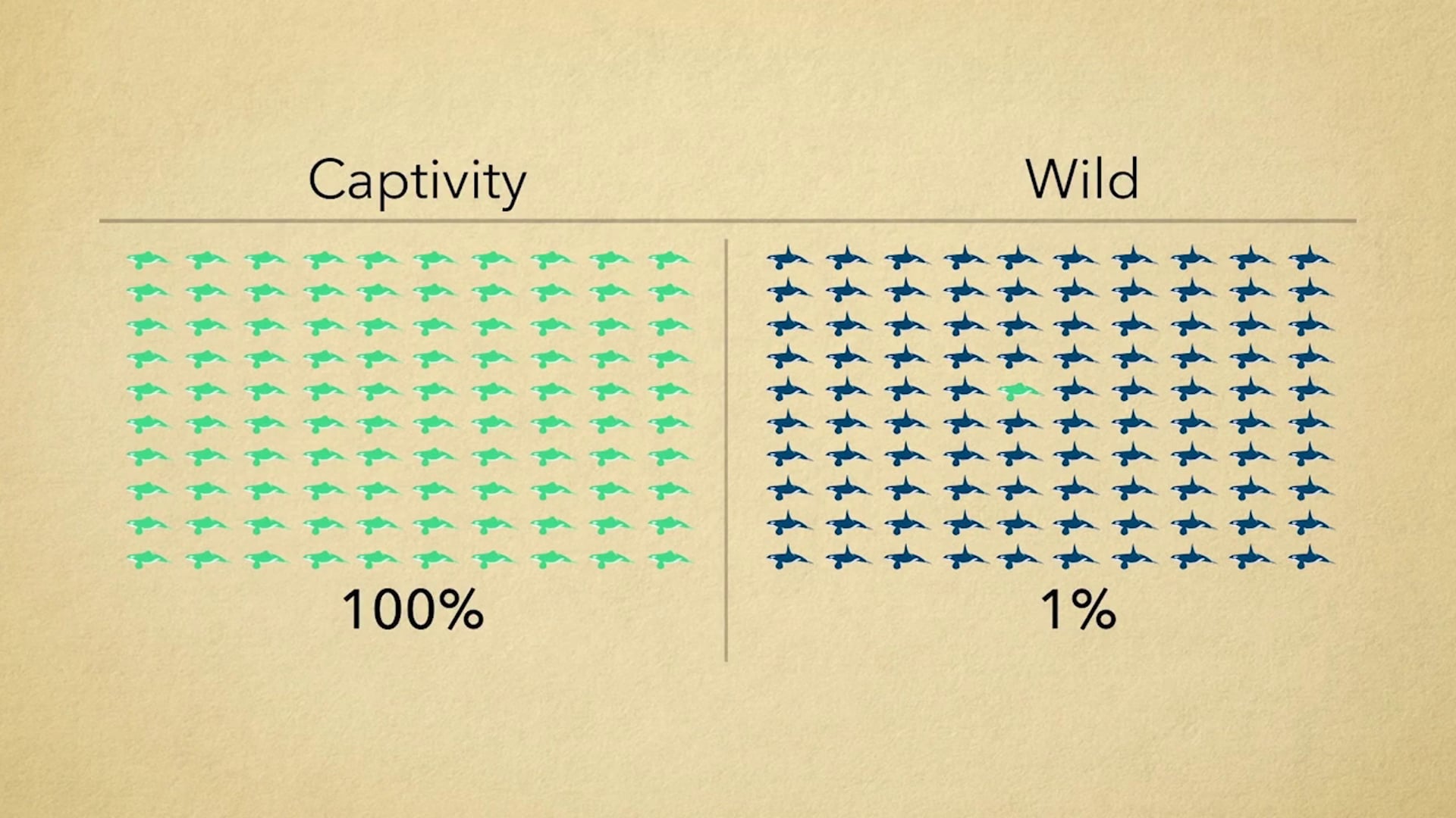 Orcas: Wild vs Captive