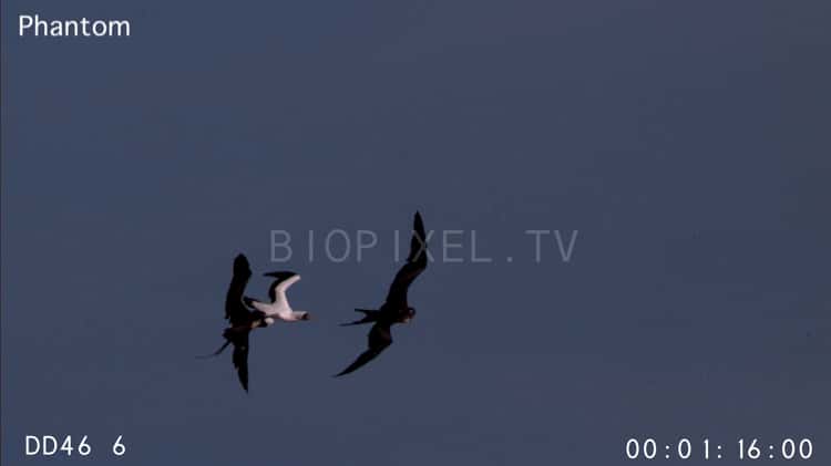 Frigates attacking masked boobies slow motion 500 fps on Vimeo