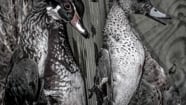 Father Son Hyde County Duck Hunting On Vimeo