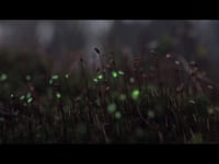 Bioluminescent Forest
