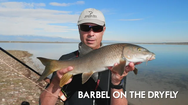 Video: Fly Fishing for Barbel in Spain