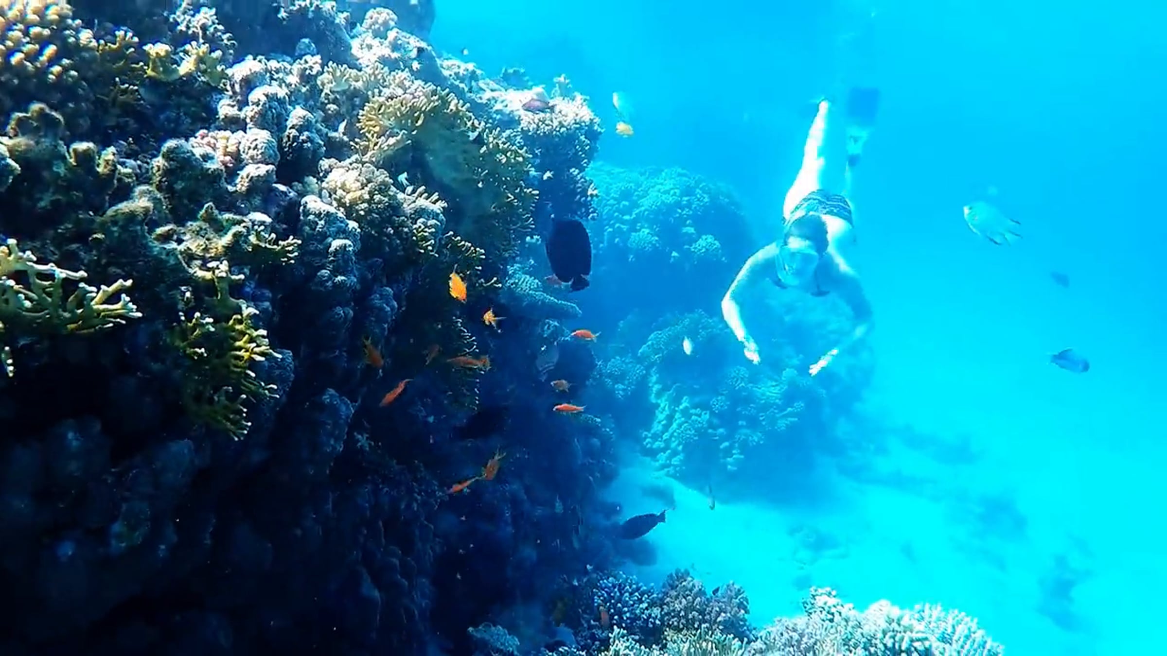 Coral reef in the Marsa Alam regional film