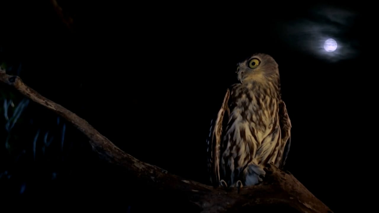 Scarecrow - The Haunting Hour