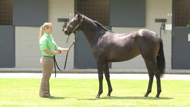 Lot 12