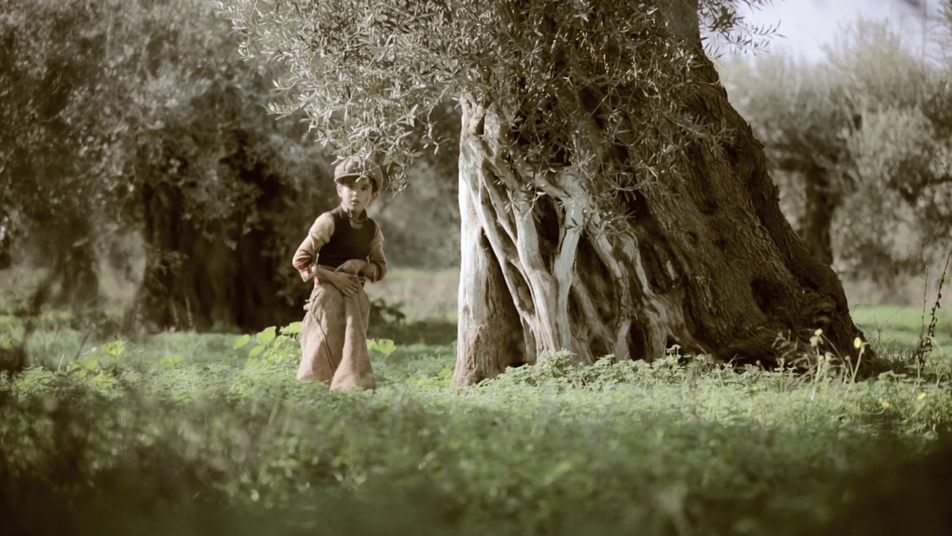 Gaea Products - The olive tree will always be here