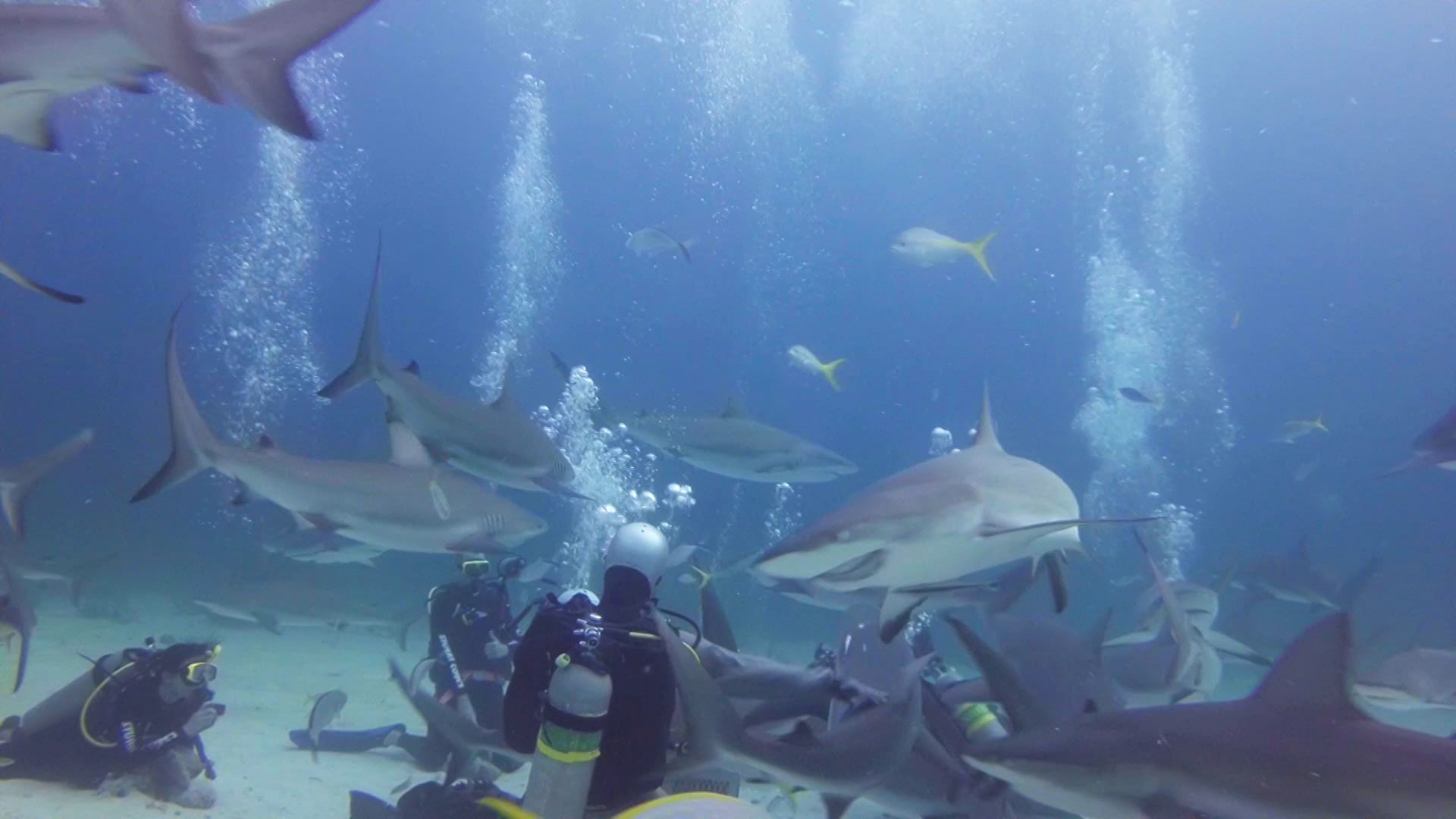 Cat Ppalu Shark Dive On Vimeo