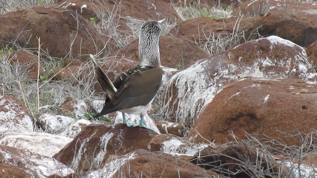 Birds Boobie on Vimeo