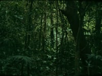 Daniel Steegmann Mangrané, <em>16 mm,</em> 2008/2011, 16 mm film, 4’52”<br><br>