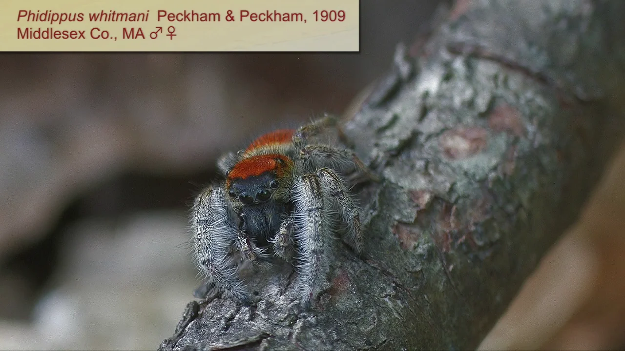 Paradise jumping spider sighted for the first time in Indiana