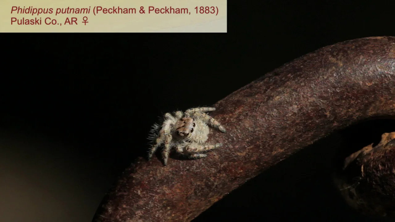 A Jumping Spider (Phidippus putnami)