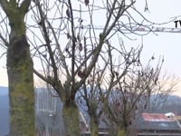 GLI ALBERI SI AMMALANO, LA CURA DI ARCUGNANO