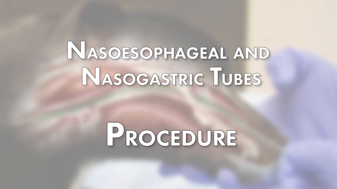 Surgical Procedures - Nasoesophageal and Nasogastric Tubes - Placement ...